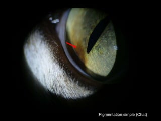 Pigmentation simple (Chat)

 