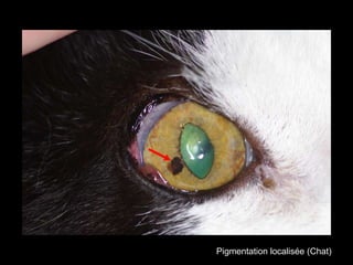 Pigmentation localisée (Chat)

 