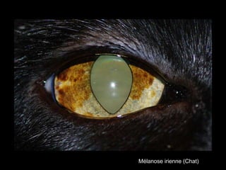 Mélanose irienne (Chat)

 