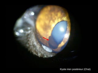 Kyste irien postérieur (Chat)

 
