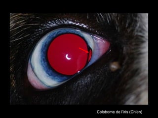Colobome de l’iris (Chien)

 