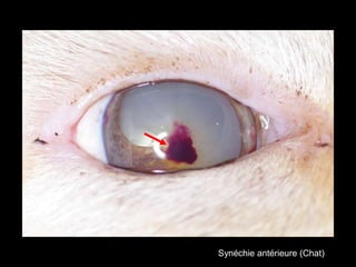 Synéchie antérieure (Chat)

 