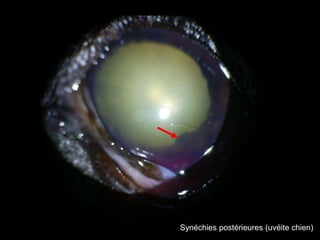 Synéchies postérieures (uvéite chien)

 