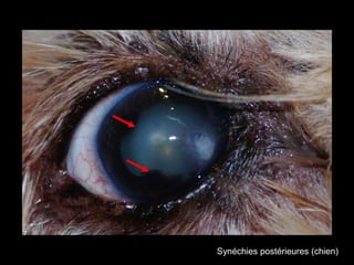 Synéchies postérieures (chien)

 