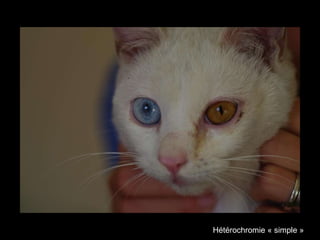 Hétérochromie « simple »

 