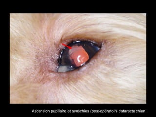 Ascension pupillaire et synéchies (post-opératoire cataracte chien

 