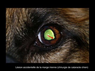 Lésion accidentelle de la marge irienne (chirurgie de cataracte chien)

 