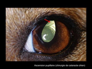 Ascension pupillaire (chirurgie de cataracte chien)

 
