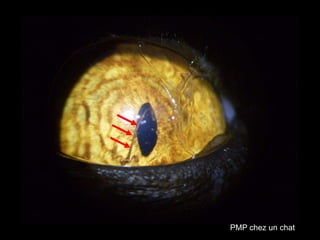 PMP chez un chat

 