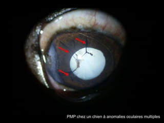 PMP chez un chien à anomalies oculaires multiples

 