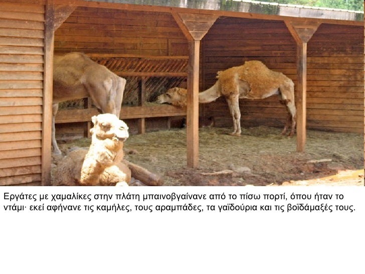 ÎÏγάÏÎµÏ Î¼Îµ ÏÎ±Î¼Î±Î»Î¯ÎºÎµÏ ÏÏην ÏλάÏη μÏαινοβγαίνανε αÏÏ Ïο ÏίÏÏ ÏοÏÏί, ÏÏοÏ
ήÏαν Ïο νÏάμι · εκεί αÏήνανε ÏÎ¹Ï ÎºÎ±Î¼Î®Î»ÎµÏ, ÏοÏ
Ï Î±Ïα...