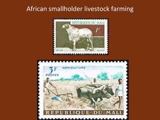 African smallholder livestock farming 
 