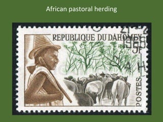 African pastoral herding 
 