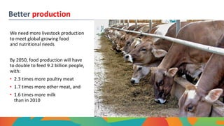 Better production
We need more livestock production
to meet global growing food
and nutritional needs
By 2050, food production will have
to double to feed 9.2 billion people,
with:
• 2.3 times more poultry meat
• 1.7 times more other meat, and
• 1.6 times more milk
than in 2010
 