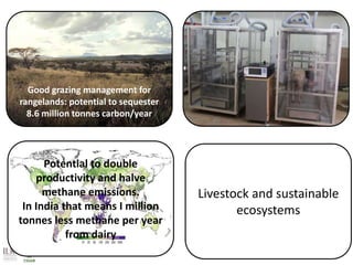 Better lives through livestock