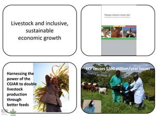 Better lives through livestock