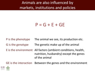 Closing livestock yield gaps in the developing world: Imperatives for people and the planet