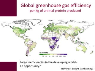 The global livestock sector: Opportunities and challenges