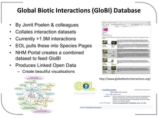Global Biotic Interactions (GloBI) Database
• By Jorrit Poelen & colleagues
• Collates interaction datasets
• Currently >1.9M interactions
• EOL pulls these into Species Pages
• NHM Portal creates a combined
dataset to feed GloBI
• Produces Linked Open Data
– Create beautiful visualisations
http://www.globalbioticinteractions.org/
 