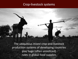 African animal agriculture: Grasping opportunities