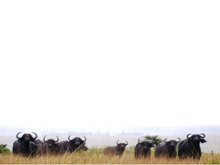 African animal agriculture: Grasping opportunities