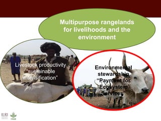 African animal agriculture: Grasping opportunities