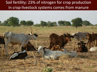 African animal agriculture: Grasping opportunities