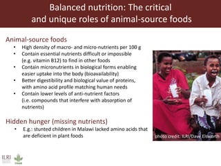 Balanced nutrition: The critical
and unique roles of animal-source foods
Animal-source foods
• High density of macro- and micro-nutrients per 100 g
• Contain essential nutrients difficult or impossible
(e.g. vitamin B12) to find in other foods
• Contain micronutrients in biological forms enabling
easier uptake into the body (bioavailability)
• Better digestibility and biological value of proteins,
with amino acid profile matching human needs
• Contain lower levels of anti-nutrient factors
(i.e. compounds that interfere with absorption of
nutrients)
Hidden hunger (missing nutrients)
• E.g.: stunted children in Malawi lacked amino acids that
are deficient in plant foods photo credit: ILRI/Dave Elsworth
 
