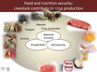 Global food and nutrition security to population stabilization: Contributions of the developing world’s livestock sector