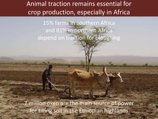 Global food and nutrition security to population stabilization: Contributions of the developing world’s livestock sector