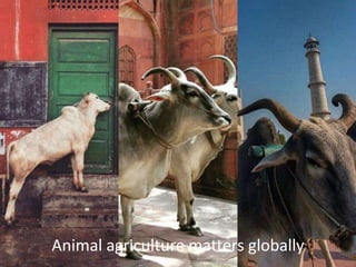 Sustainable global animal agriculture: Building on India’s successes