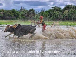 Sustainable global animal agriculture: Building on India’s successes