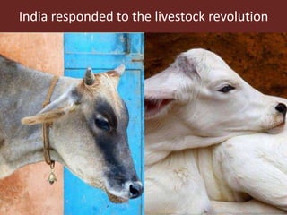 Sustainable global animal agriculture: Building on India’s successes