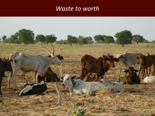 Improving environmental sustainability of livestock systems in the developing world