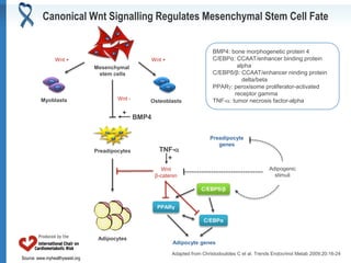 Source: www.myhealthywaist.org
Adapted from Christodoulides C et al. Trends Endocrinol Metab 2009;20:16-24
Mesenchymal
stem cells
Myoblasts Osteoblasts
Adipocytes
Preadipocytes
BMP4
Wnt + Wnt +
Wnt -
Wnt
β-catenin
+
PPARγ
C/EBPα
C/EBPδ/β
Adipocyte genes
Preadipocyte
genes
Adipogenic
stimuli
BMP4: bone morphogenetic protein 4
C/EBPα: CCAAT/enhancer binding protein
alpha
C/EBPδ/β: CCAAT/enhancer ninding protein
delta/beta
PPAR: peroxisome proliferator-activated
receptor gamma
TNF-: tumor necrosis factor-alpha
Canonical Wnt Signalling Regulates Mesenchymal Stem Cell Fate
TNF-
+
 