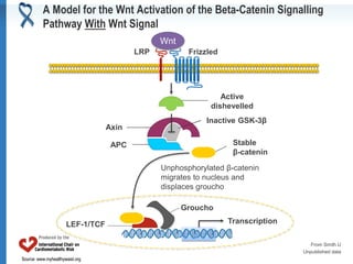 Source: www.myhealthywaist.orgSource: www.myhealthywaist.org
A Model for the Wnt Activation of the Beta-Catenin Signalling
Pathway With Wnt Signal
LRP Frizzled
Axin
Active
dishevelled
APC
Inactive GSK-3β
Stable
β-catenin
Unphosphorylated β-catenin
migrates to nucleus and
displaces groucho
Groucho
TranscriptionLEF-1/TCF
Wnt
From Smith U
Unpublished data
 