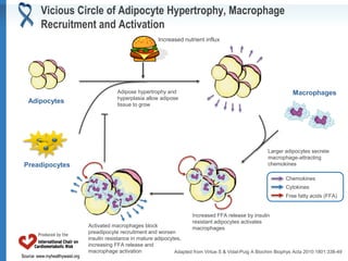 Source: www.myhealthywaist.orgSource: www.myhealthywaist.org
Adapted from Virtue S & Vidal-Puig A Biochim Biophys Acta 2010:1801:338-49
Macrophages
Preadipocytes
Adipocytes
Increased nutrient influx
Adipose hypertrophy and
hyperplasia allow adipose
tissue to grow
Larger adipocytes secrete
macrophage-attracting
chemokines
Increased FFA release by insulin
resistant adipocytes activates
macrophages
Chemokines
Free fatty acids (FFA)
Cytokines
Activated macrophages block
preadipocyte recruitment and worsen
insulin resistance in mature adipocytes,
increasing FFA release and
macrophage activation
Vicious Circle of Adipocyte Hypertrophy, Macrophage
Recruitment and Activation
 