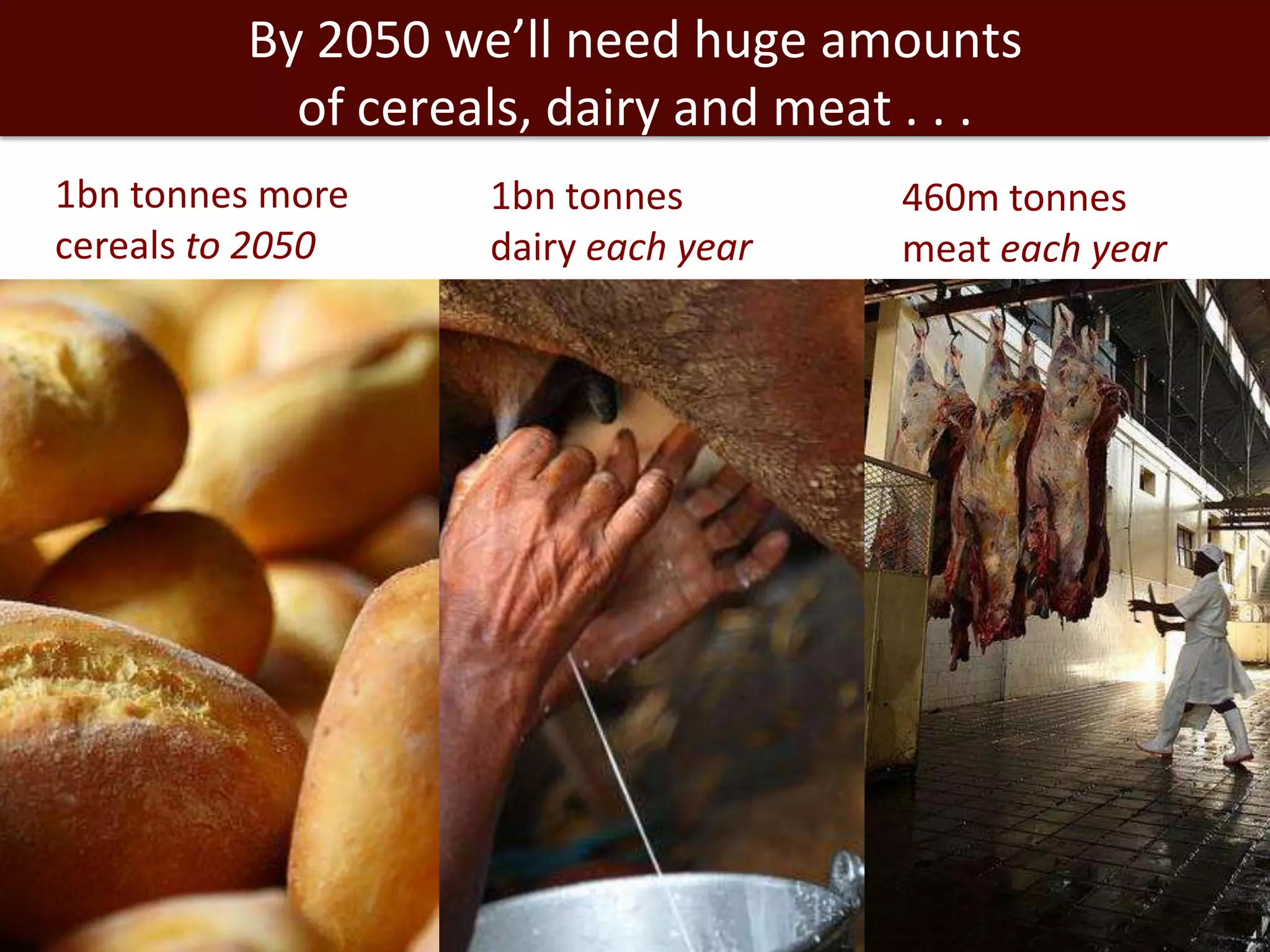 By 2050 we’ll need huge amounts
of cereals, dairy and meat . . .
1bn tonnes more
cereals to 2050

1bn tonnes
dairy each year

460m tonnes
meat each year

 