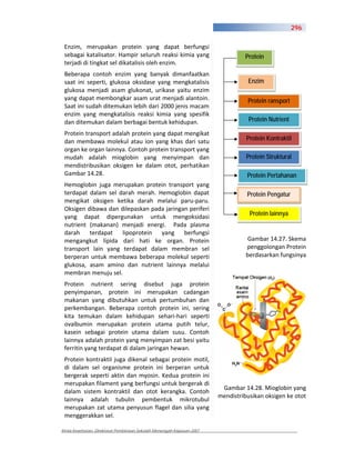 296

 Enzim, merupakan protein yang dapat berfungsi
 sebagai katalisator. Hampir seluruh reaksi kimia yang                          Protein
 terjadi di tingkat sel dikatalisis oleh enzim.
 Beberapa contoh enzim yang banyak dimanfaatkan
 saat ini seperti, glukosa oksidase yang mengkatalisis                            Enzim
 glukosa menjadi asam glukonat, urikase yaitu enzim
 yang dapat membongkar asam urat menjadi alantoin.                               Protein ransport
 Saat ini sudah ditemukan lebih dari 2000 jenis macam
 enzim yang mengkatalisis reaksi kimia yang spesifik
 dan ditemukan dalam berbagai bentuk kehidupan.                                   Protein Nutrient

 Protein transport adalah protein yang dapat mengikat
 dan membawa molekul atau ion yang khas dari satu                                Protein Kontraktil
 organ ke organ lainnya. Contoh protein transport yang
 mudah adalah mioglobin yang menyimpan dan                                       Protein Struktural
 mendistribusikan oksigen ke dalam otot, perhatikan
 Gambar 14.28.                                                                   Protein Pertahanan
 Hemoglobin juga merupakan protein transport yang
 terdapat dalam sel darah merah. Hemoglobin dapat                                Protein Pengatur
 mengikat oksigen ketika darah melalui paru paru.
 Oksigen dibawa dan dilepaskan pada jaringan periferi
 yang dapat dipergunakan untuk mengoksidasi                                       Protein lainnya
 nutrient (makanan) menjadi energi. Pada plasma
 darah terdapat      lipoprotein yang berfungsi
 mengangkut lipida dari hati ke organ. Protein                                   Gambar 14.27. Skema
 transport lain yang terdapat dalam membran sel                                  penggolongan Protein
 berperan untuk membawa beberapa molekul seperti                                 berdasarkan fungsinya
 glukosa, asam amino dan nutrient lainnya melalui
 membran menuju sel.
 Protein nutrient sering disebut juga protein
 penyimpanan, protein ini merupakan cadangan
 makanan yang dibutuhkan untuk pertumbuhan dan
 perkembangan. Beberapa contoh protein ini, sering
 kita temukan dalam kehidupan sehari hari seperti
 ovalbumin merupakan protein utama putih telur,
 kasein sebagai protein utama dalam susu. Contoh
 lainnya adalah protein yang menyimpan zat besi yaitu
 ferritin yang terdapat di dalam jaringan hewan.
 Protein kontraktil juga dikenal sebagai protein motil,
 di dalam sel organisme protein ini berperan untuk
 bergerak seperti aktin dan myosin. Kedua protein ini
 merupakan filament yang berfungsi untuk bergerak di
                                                                        Gambar 14.28. Mioglobin yang
 dalam sistem kontraktil dan otot kerangka. Contoh
                                                                       mendistribusikan oksigen ke otot
 lainnya adalah tubulin pembentuk mikrotubul
 merupakan zat utama penyusun flagel dan silia yang
 menggerakkan sel.

Kimia Kesehatan, Direktorat Pembinaan Sekolah Menengah Kejuruan 2007
 