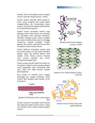 298



 Gambar 14.30 menunjukkan protein dengan
 struktur sekunder dengan bentuk heliks.
 Struktur protein sekunder dalam bentuk
 sheet. Untuk mengenal dan mudah dalam
 mengidentifikasi dan membedakan kedua
 struktur, maka bentuk disajikan pada Gambar
 14.31 pada halaman berikut.
 Struktur tersier merupakan struktur yang
 dibangun oleh struktur primer atau sekunder
 dan distabilkan oleh interakasi hidrofobik,
 hidrofilik, jembatan garam, ikatan hidrogen
 dan ikatan disulfida (antar atom S) sehingga
 strukturnya menjadi kompleks. Protein                                         Gambar 14.30. Protein dengan
 globular dan protein serbut/serat atau fiber                                              struktur heliks
 merupakan contoh struktur tersier.
 Protein Globular, merupakan protein yang
 larut dalam pelarut air dan dapat berdsifusi
 dengan cepat, dan bersifat dinamis lihat
 Gambar 14.32, dimana seluruh interaksi
 antar struktur sekunder atau primer
 terviasualisasi dengan baik.
 Protein serabut bersifat tidak larut dalam air
 merupakan molekul serabut panjang dengan
 rantai polipeptida yang memanjang pada
 satu sumbu dan tidak berlipat menjadi
 bentuk globular.
                                                                       Gambar 14.31. Protein dengan struktur
 Jenis protein ini memiliki peran sebagai                                                         sekunder
 penyangga dan sebagai pelindung. Untuk
 struktur fiber disajikan pada Gambar 14.33,
 di bawah ini.




   Gambar 14.33 Struktur tersier untuk protein
                                         fiber
 Struktur kuartener merupakan hasil interaksi
                                                                          Gambar 14.32. Struktur tersier dari
 dari beberapa molekul protein tersier, setiap
                                                                                           protein Globular
 unit molekul tersier disebut dikenal dengan
 subunit.


Kimia Kesehatan, Direktorat Pembinaan Sekolah Menengah Kejuruan 2007
 