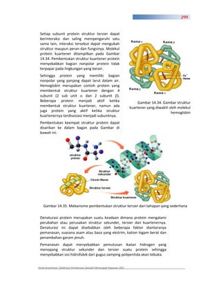 299



 Setiap subunit protein struktur tersier dapat
 berinteraksi dan saling mempengaruhi satu
 sama lain, interaksi tersebut dapat mengubah
 struktur maupun peran dan fungsinya. Molekul
 protein kuartener ditampilkan pada Gambar
 14.34. Pembentukan struktur kuartener protein
 menyebabkan bagian nonpolar protein tidak
 terpapar pada lingkungan yang berair.
 Sehingga protein yang memiliki bagian
 nonpolar yang panjang dapat larut dalam air.
 Hemoglobin merupakan contoh protein yang
 membentuk struktur kuartener dengan 4
 subunit (2 sub unit        dan 2 subunit ).
 Beberapa protein menjadi aktif ketika                                      Gambar 14.34. Gambar struktur
 membentuk struktur kuartener, namun ada                               kuartener yang diwakili oleh molekul
 juga protein yang aktif ketika struktur                                                        hemoglobin
 kuartenernya terdisosiasi menjadi subunitnya.
 Pembentukan keempat struktur protein dapat
 disarikan ke dalam bagan pada Gambar di
 bawah ini.




    Gambar 14.35. Mekanisme pembentukan struktur tersier dari tahapan yang sederhana

 Denaturasi protein merupakan suatu keadaan dimana protein mengalami
 perubahan atau perusakan struktur sekunder, tersier dan kuartenernya.
 Denaturasi ini dapat disebabkan oleh beberapa faktor diantaranya
 pemanasan, suasana asam atau basa yang ekstrim, kation logam berat dan
 penambahan garam jenuh.
 Pemanasan dapat menyebabkan pemutusan ikatan hidrogen yang
 menopang struktur sekunder dan tersier suatu protein sehingga
 menyebabkan sisi hidrofobik dari gugus samping polipentida akan tebuka.


Kimia Kesehatan, Direktorat Pembinaan Sekolah Menengah Kejuruan 2007
 