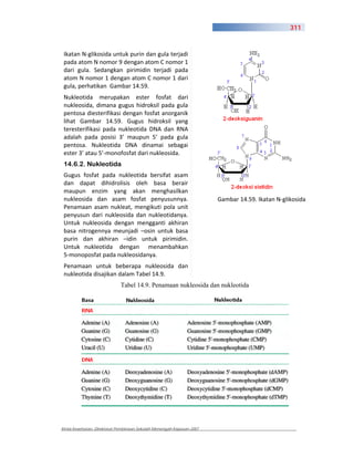 311



 Ikatan N glikosida untuk purin dan gula terjadi
 pada atom N nomor 9 dengan atom C nomor 1
 dari gula. Sedangkan pirimidin terjadi pada
 atom N nomor 1 dengan atom C nomor 1 dari
 gula, perhatikan Gambar 14.59.
 Nukleotida merupakan ester fosfat dari
 nukleosida, dimana gugus hidroksil pada gula
 pentosa diesterifikasi dengan fosfat anorganik
 lihat Gambar 14.59. Gugus hidroksil yang
 teresterifikasi pada nukleotida DNA dan RNA
 adalah pada posisi 3’ maupun 5’ pada gula
 pentosa. Nukleotida DNA dinamai sebagai
 ester 3’ atau 5’ monofosfat dari nukleosida.
 14.6.2. Nukleotida
 Gugus fosfat pada nukleotida bersifat asam
 dan dapat dihidrolisis oleh basa berair
 maupun enzim yang akan menghasilkan
 nukleosida dan asam fosfat penyusunnya.                               Gambar 14.59. Ikatan N glikosida
 Penamaan asam nukleat, mengikuti pola unit
 penyusun dari nukleosida dan nukleotidanya.
 Untuk nukleosida dengan mengganti akhiran
 basa nitrogennya meunjadi –osin untuk basa
 purin dan akhiran –idin untuk pirimidin.
 Untuk nukleotida dengan menambahkan
 5 monoposfat pada nukleosidanya.
 Penamaan untuk beberapa nukleosida dan
 nukleotida disajikan dalam Tabel 14.9.
                             Tabel 14.9. Penamaan nukleosida dan nukleotida




Kimia Kesehatan, Direktorat Pembinaan Sekolah Menengah Kejuruan 2007
 