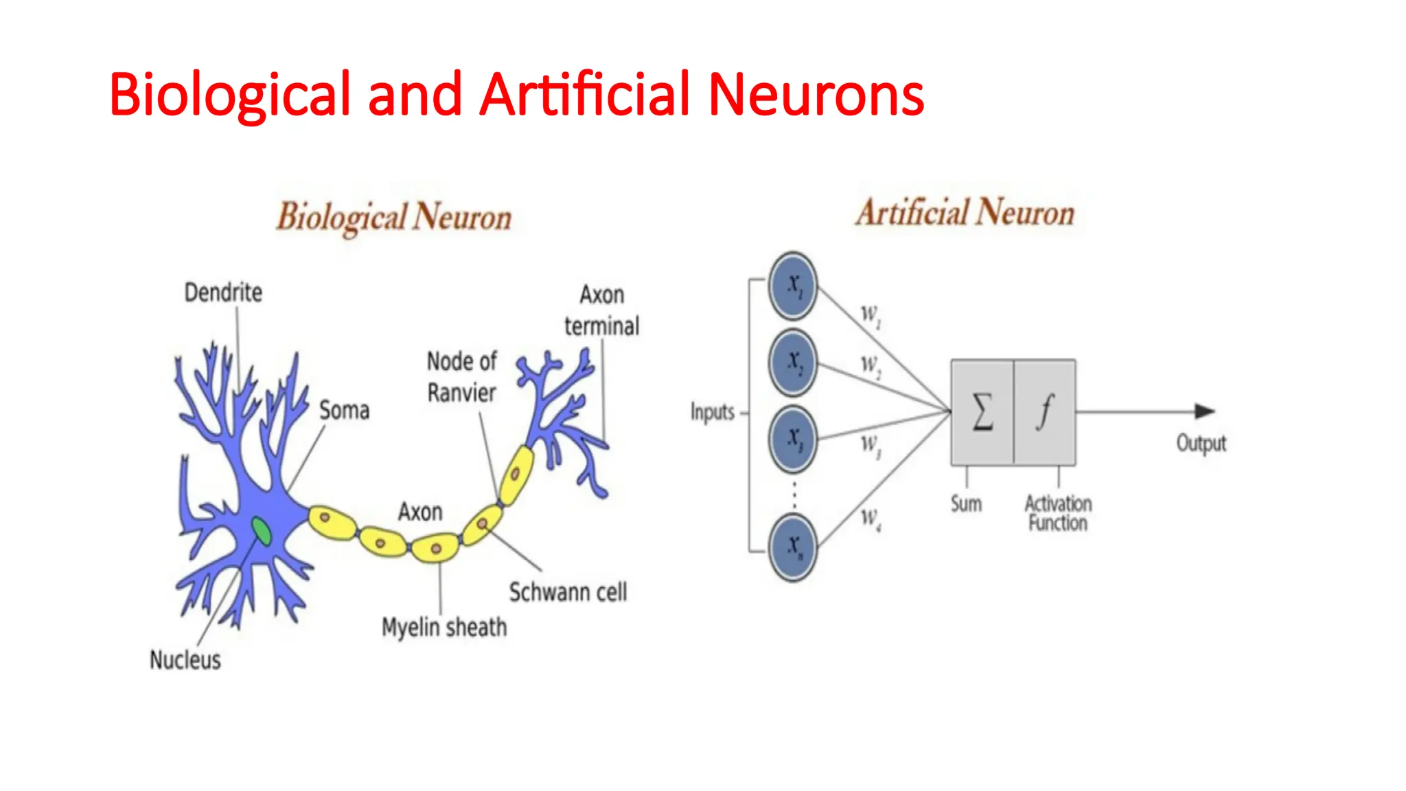 Biological and Artificial Neurons
 