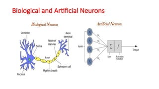 Biological and Artificial Neurons
 