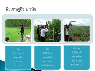 ข้าว              อ้อย              สับปะรด
พันธุ์ชัยนาท 1     พันธุ์อู่ทอง 3     พันธุ์ปัตตาเวีย
อายุ 1 เดือน       อายุ 9 เดือน        อายุ 5 เดือน
สูง 0.4 เมตร        สูง 3 เมตร         สูง 0.5 เมตร
   นาหว่าน       ออกเฉียงเหนือ-ใต้   ออกเฉียงเหนือ-ใต้
 