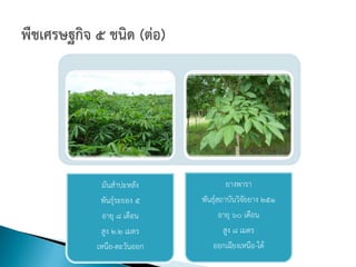 มันสาปะหลัง             ยางพารา
 พันธุ์ระยอง 5   พันธุ์สถาบันวิจัยยาง 251
  อายุ 8 เดือน          อายุ 60 เดือน
 สูง 2.2 เมตร            สูง 8 เมตร
เหนือ-ตะวันออก      ออกเฉียงเหนือ-ใต้
 