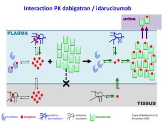 thrombine dabigatran
Interaction PK dabigatran / idarucizumab
protéines
plasmatiques
protéines
tissulaires
d’après Eikelboom et al.
Circulation 2015
idarucizumab
+
TISSUS
PLASMA
urine
 