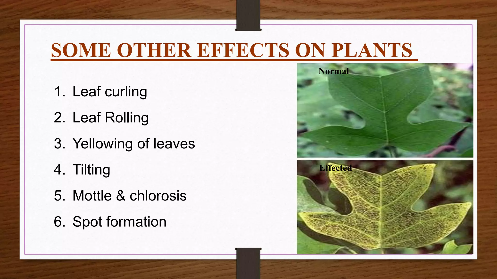SOME OTHER EFFECTS ON PLANTS
1. Leaf curling
2. Leaf Rolling
3. Yellowing of leaves
4. Tilting
5. Mottle & chlorosis
6. Spot formation
Normal
Effected
 