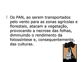  Os PAN, ao serem transportados
pelo vento para as zonas agrícolas e
florestais, atacam a vegetação,
provocando a necrose das folhas,
diminuindo o rendimento da
fotossíntese e, consequentemente,
das culturas.

 