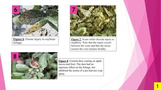 Raspberry Scratch Injury Smog Sarah 51.pptx institute of botany, PU | PPTX